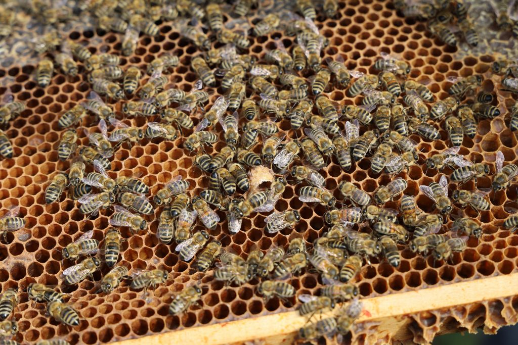 Bienenvolk von den Diakonie Werkstätten Halberstadt